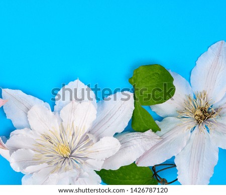 white flowers and green leaves of clematis on a blue background, top view, copy space