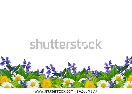 Wild flowers on the white background Royalty-Free Stock Photo #142679197