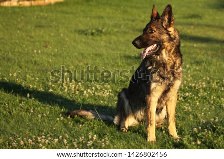 A German Shepherd Dog sitting on green grass with green tree in background. A wolf-grey color German Shepherd dog feline, working line.