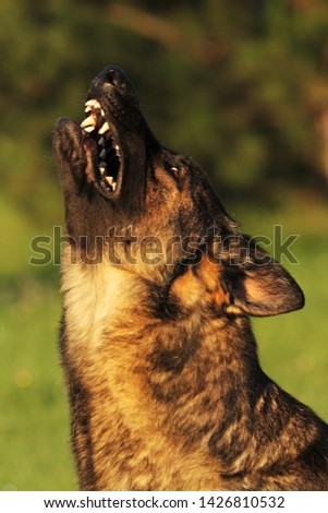 A German Shepherd Dog barking and sitting on green grass with green tree in background. A wolf-grey color German Shepherd dog feline, working line.