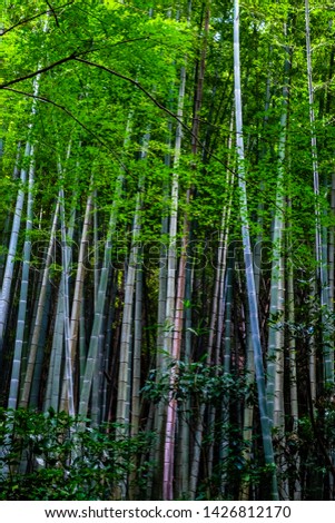 Kamakura, Japan - 09.05.2018: Bamboo forest