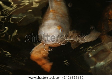 texture photographs of fish underwater