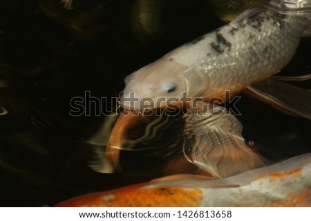 texture photographs of fish underwater