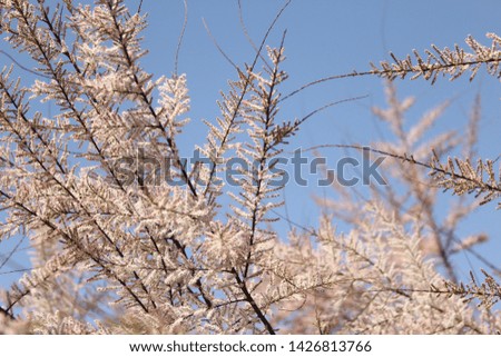 flowering textural beautiful trees photography for text