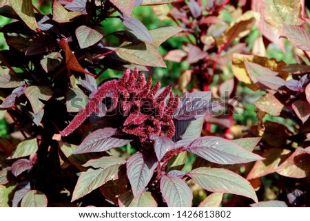 beautiful burgundy flower photo for text