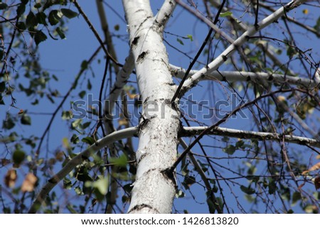 white birch in the park texture photo