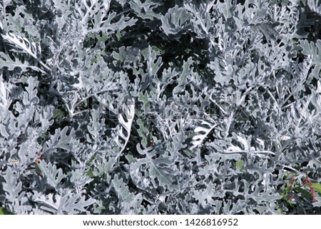 beautiful green textural bush photo for text