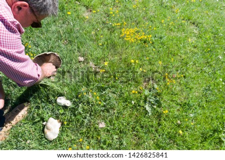 Man collecting Agaricus Campestris Mushroom in Gudar mountains Teruel Aragon Spain
