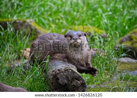Asian small-clawed otter (Amblonyx cinerea)