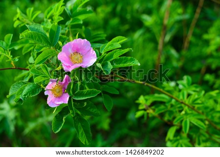 Wild pink rose in nature. Picture of wild pink rose in nature Royalty-Free Stock Photo #1426849202