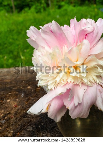 Soft pink peonie outdoor, weding 8th march postcard