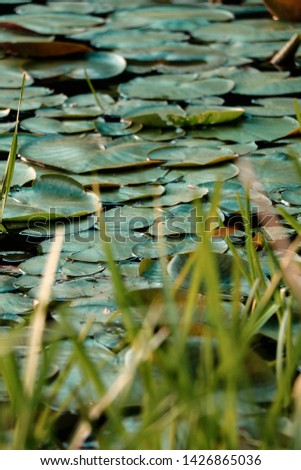 Grass and Lily Pads on a Pond
