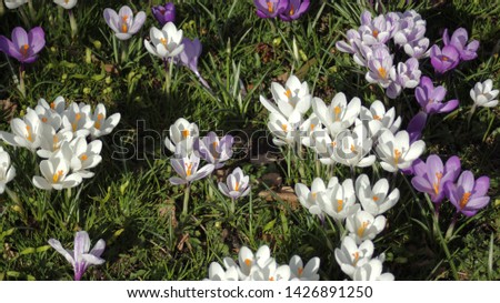 White and purple flowers with orange stems in grass close up picture
