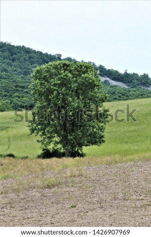 A Lone Tree at the Edge of a Corn Field in Loves Valley Between Orbisonia and Shade Gap in the Appalachian Mountains of Pennsylvania