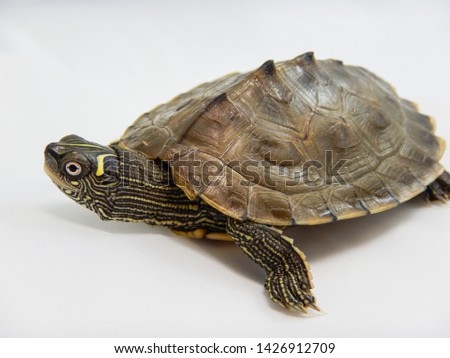 Tortoise with head out walking over white