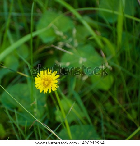 Yellow Dandilion growing against other weeds. These edible, stubborn plants grow everywhere. Picture contrast of yellow and green.
