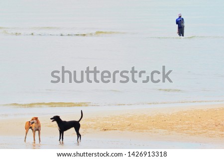 Two dogs are playing on beach in morning. Background with fisherman is looking for fish.