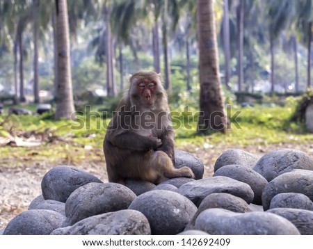 Sleeping monkey