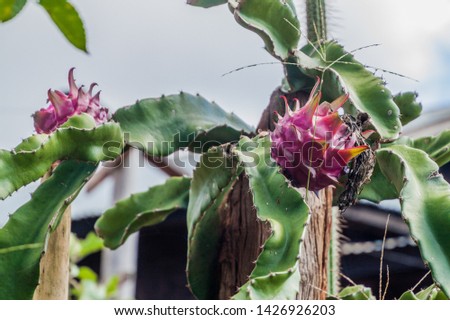 Dragon fruit cactus in a village near Hsipaw, Myanmar