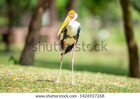 Painted Stork (Mycteria leucocephala) action in Thailand.
