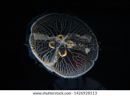 In this photo, there is a jellyfish pictured. The picture of the marine animal was in an aquarium, near the Manhattan Beach Pier. 