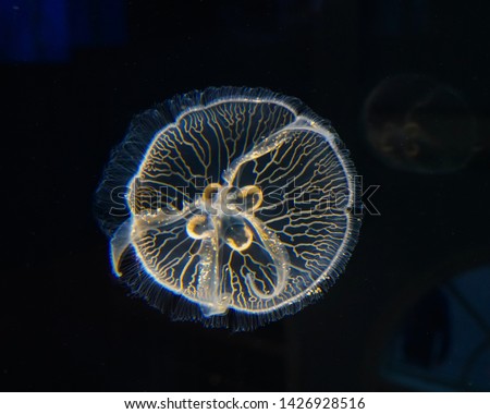 In this photo, there is a jellyfish pictured. The picture of the marine animal was in an aquarium, near the Manhattan Beach Pier. 
