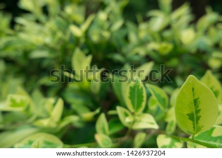 green and white leaf with blur leaf background, Natural background, fresh wallpaper concept.Closeup nature view of green leaf.