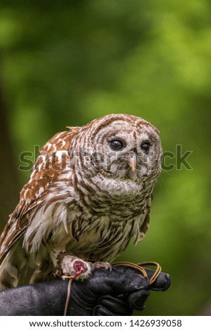 Detailed Closeup of American Barred Owl Eating White Mouse