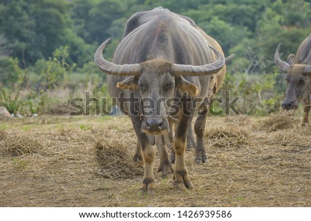 The Thai buffalo walking on the meadow