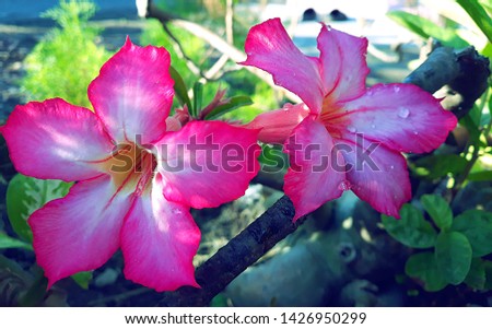 pink frangipani flower with dewdrops