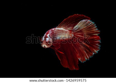 Close up red half moon fancy betta fish swimming.Capture the moving moment beautiful of Siamese fighting fish on black background. 