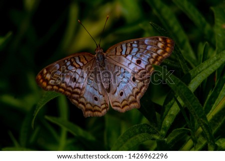 Butterfly in Arizona