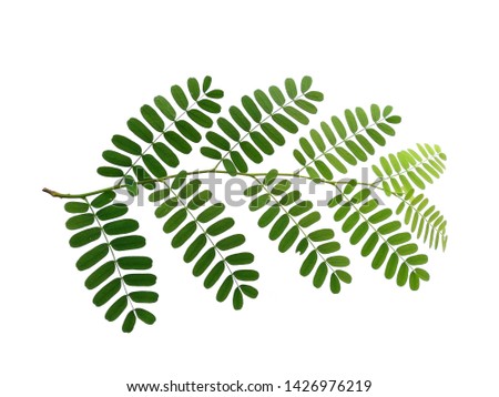 Green leaf on white background. Plant with green leaves.
