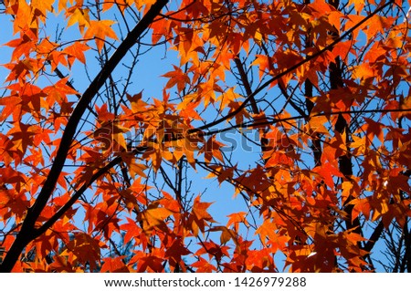 Colorful leaf color of maple in autumn season