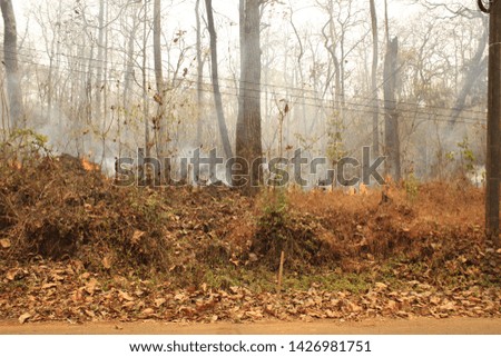 yearly, annual wild fires, lit by locals, burning through the under growth in the national parks, trees and heavily forested areas of Mae Hong Son, Northern Thailand, Southeast Asia