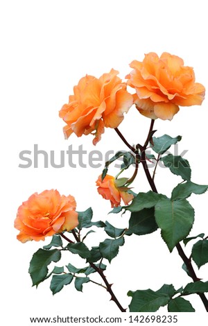 beautiful orange roses isolated on white Royalty-Free Stock Photo #142698235