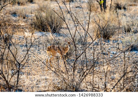 Kirk Dik-dik (Madoqua kirkii) the smallest antelope in the nature habitat at Etosha National Park, Namibia, South Africa. A camouflage in animal.