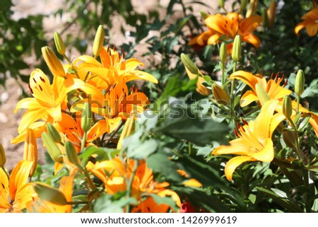 orange color lily at garden 