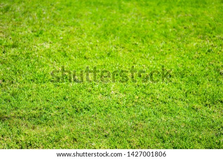 Bright Green Grass with Selective Focus