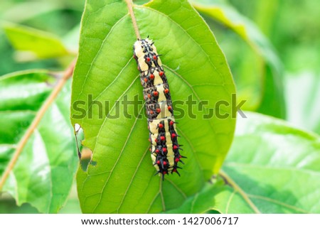 Colorful caterpillars are on the leaves.