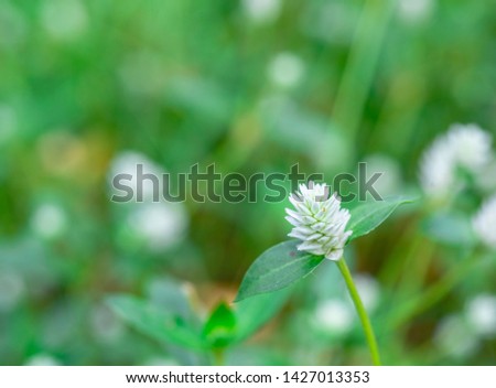 White wild flowers in the fields