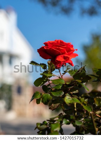 A beautiful red rose growing in a park on a sunny day in spring