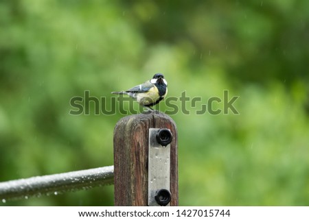 A great tit (Parus major) sitting on a pole in the rain