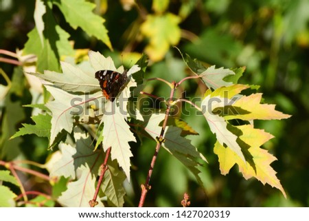  Autumn butterfly Vanessa cardui sits on a leaf of a maple tree in the foothills of the North Caucasus
                              