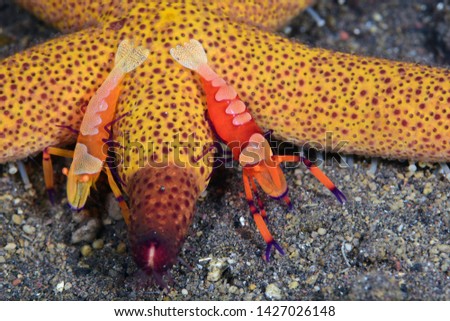 Amazing underwater world - Emperor shrimps (Zenopontonia rex) on a starfish. Diving, macro photography. Tulamben, Bali, Indonesia. 