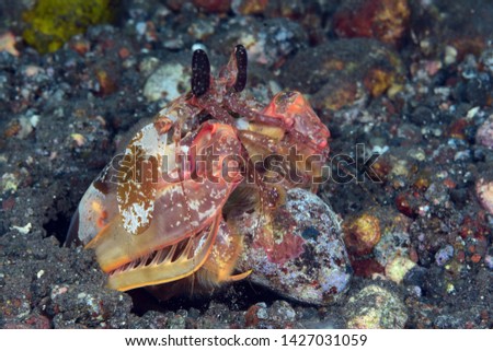 Amazing underwater world - Red mantis shrimp (Lysiosquillina lisa). Diving, macro photography. Tulamben, Bali, Indonesia. 