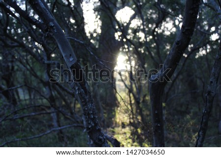 Woods of San Marcos, Texas