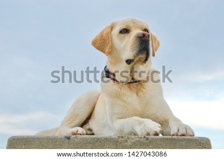 A handsome, english yellow labrador retriever, still damp, and tired after playing vigorously in the ocean, takes a rest, while striking adorable poses.
