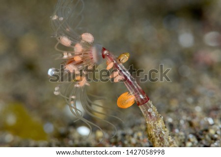 Incredible underwater world - tiny creatures. Orange ladybug amphipod (Lysianassidae sp.)/. Macro photography. Tulamben, Bali, Indonesia.