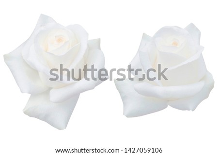 Blurred for Background.Beautiful White rose isolated on the white background. Photo with clipping path.